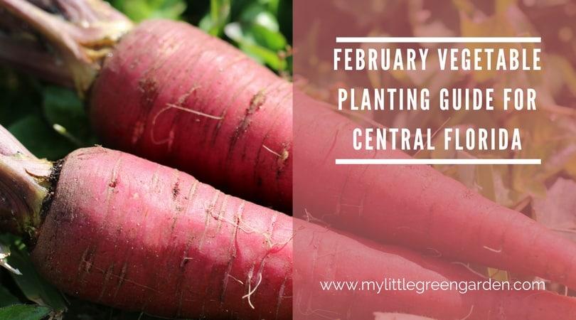 What to Plant in February in Central Florida Vegetable Guide