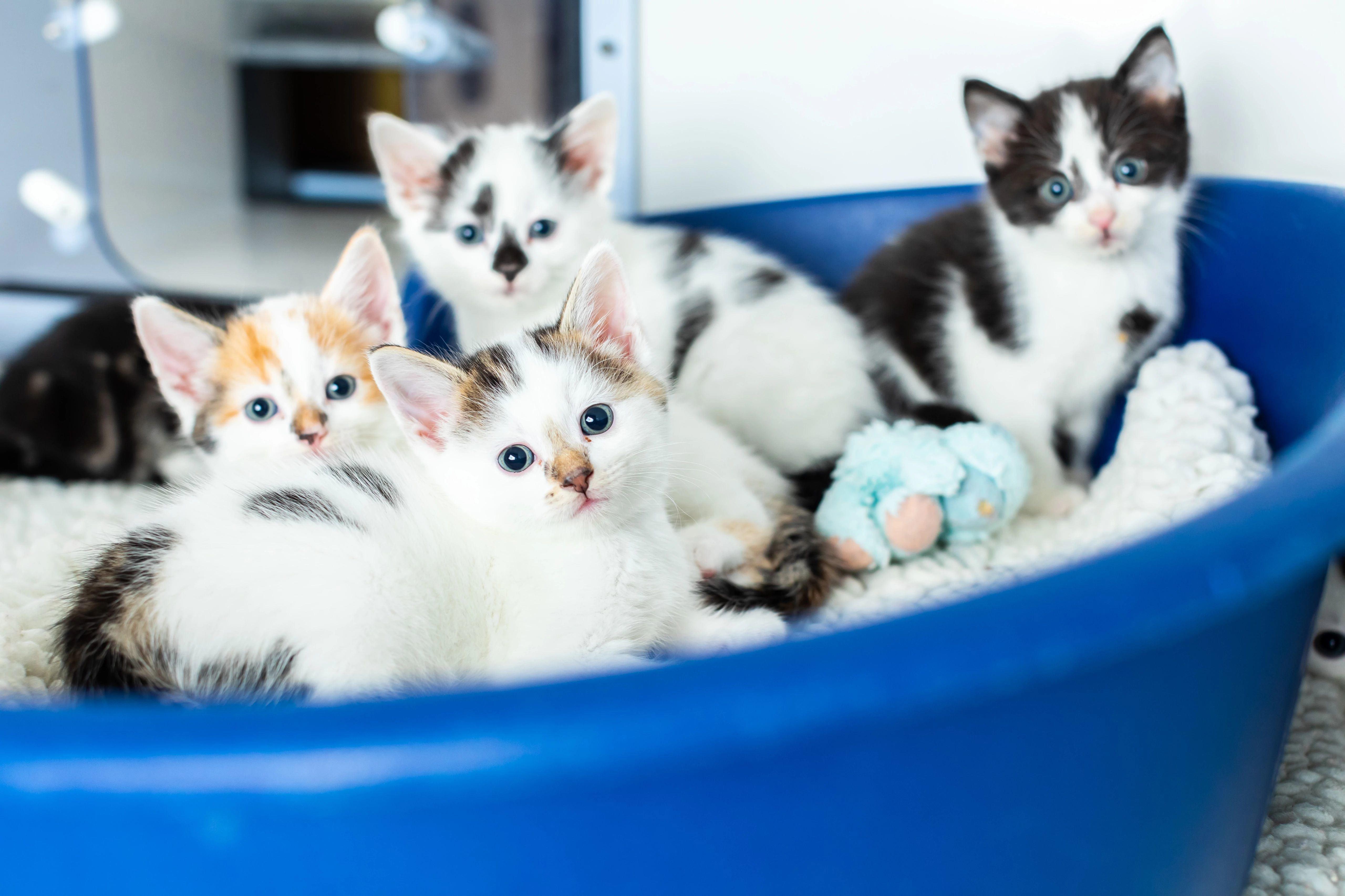 four white-and-black kittens sitting in a blue plastic cat bed