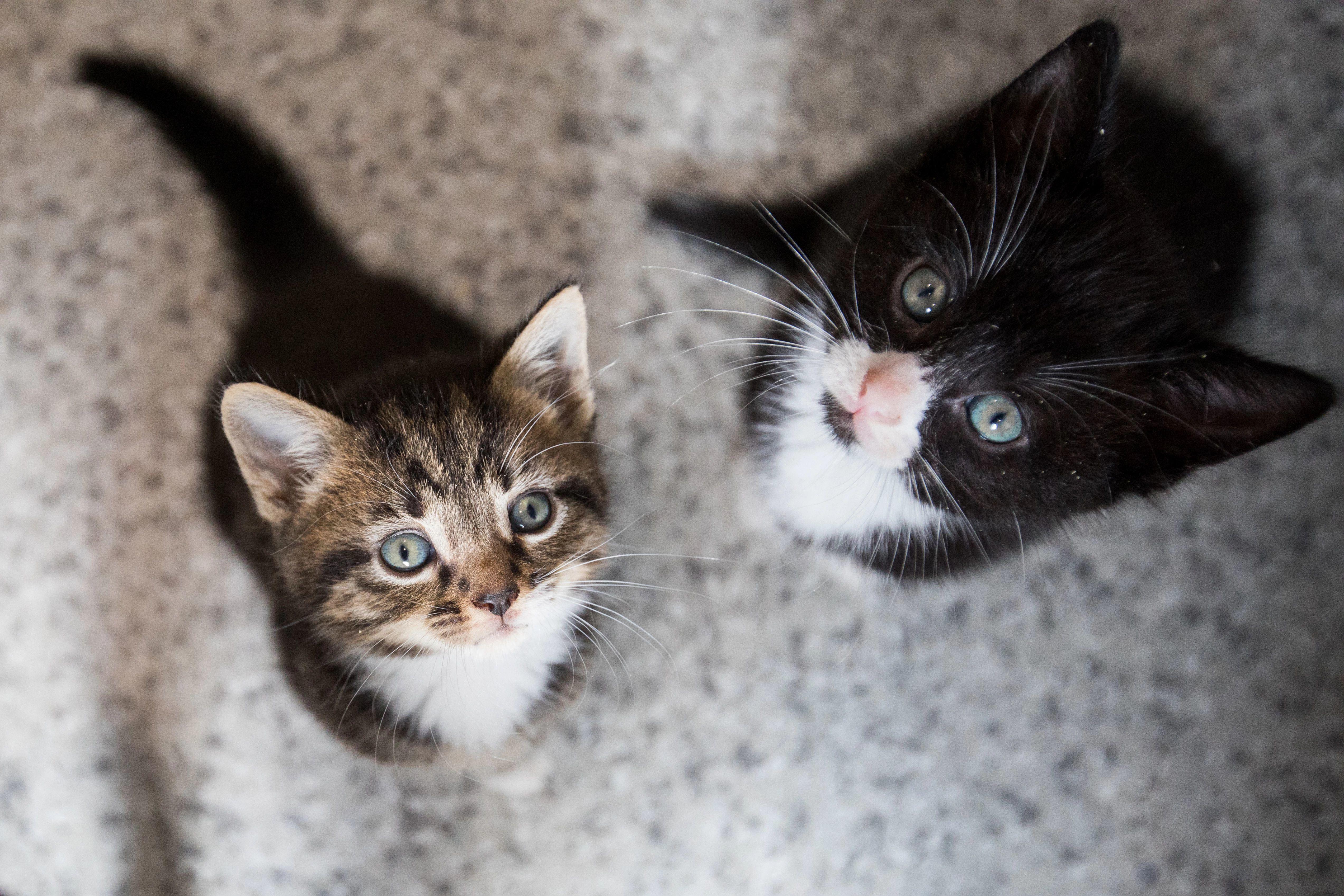 a brown tabby-and-white kitten and a black-and-white kitten looking up at the camera