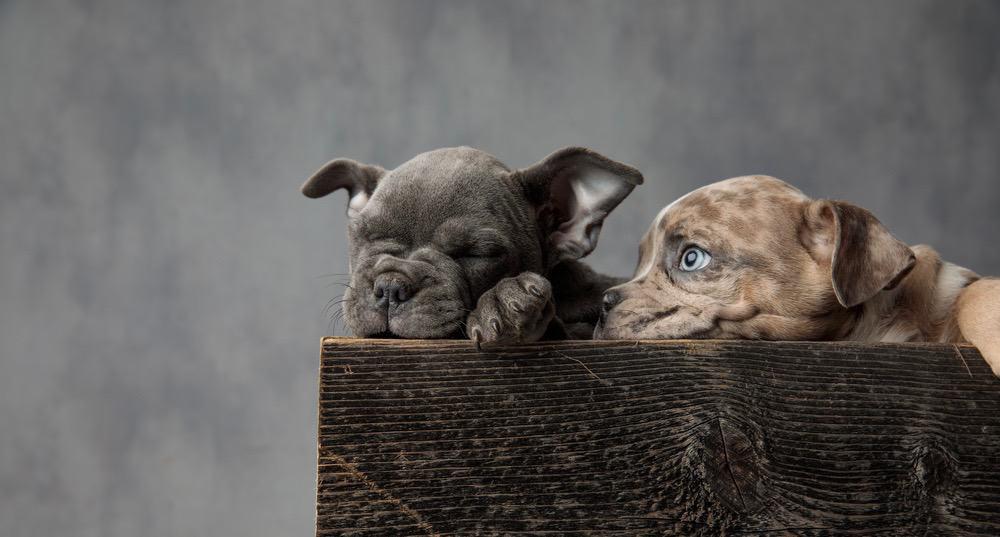 American Bully Growth Stages