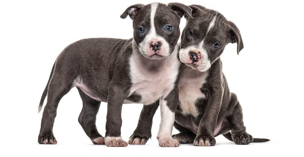 American Bully Puppy Growth Stages