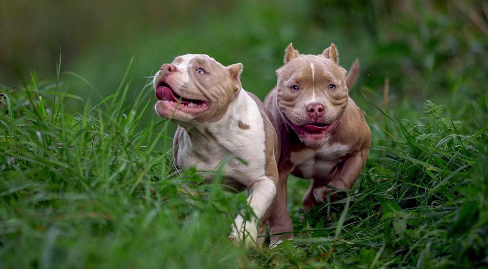 American Bully Puppies Growth Stages