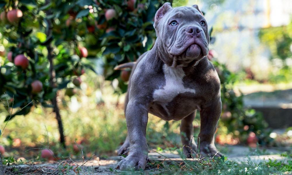 American Bully Appearance Body