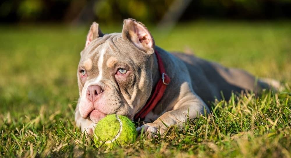 Factors That Affect American Bully Puppy Growth