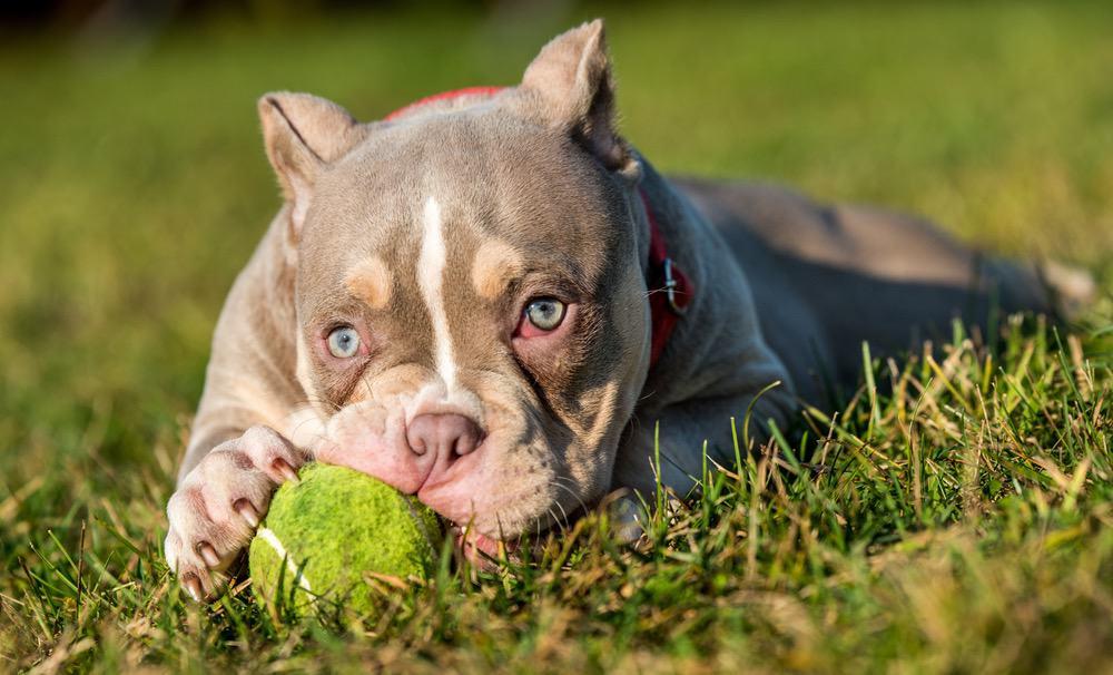 Pocket American Bully Weight