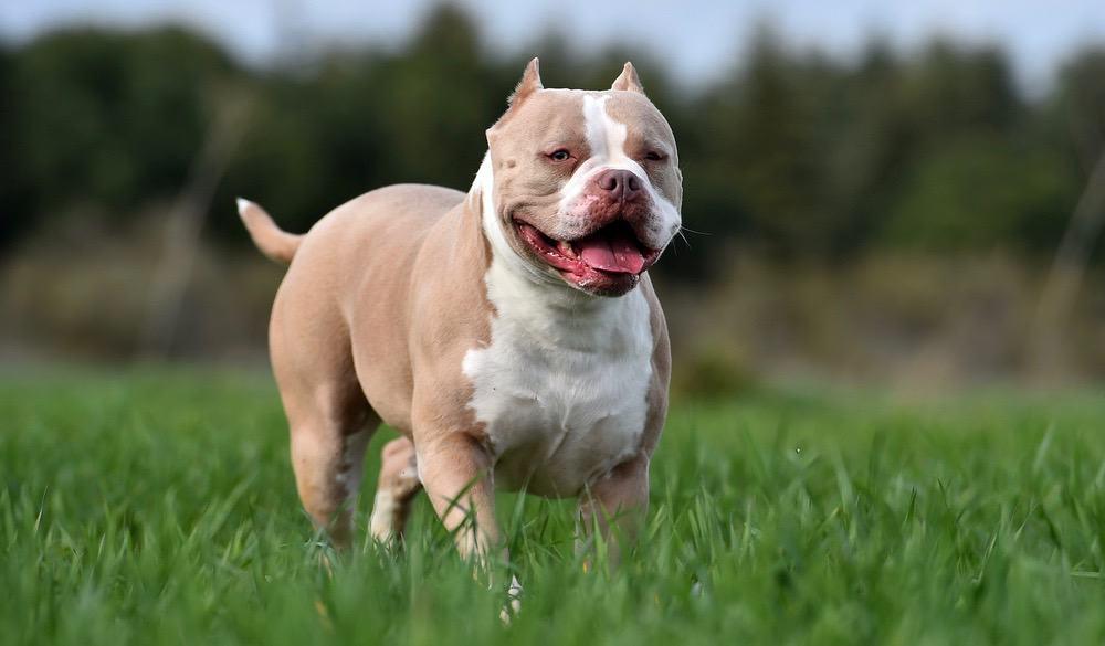 Standard American Bully Weight And Size