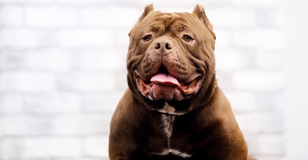 Extreme American Bully Weight