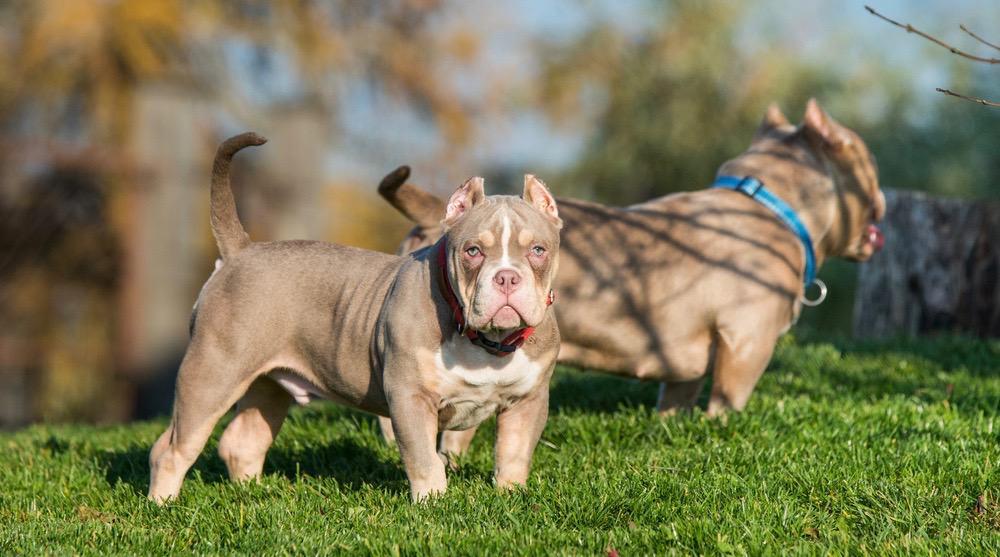 Will Neutering Spaying My American Bully Affect His Growth