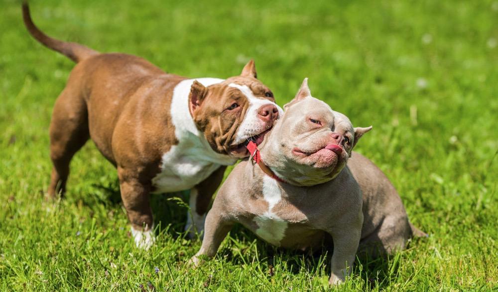 What Is The Average American Bully’s Neck Size