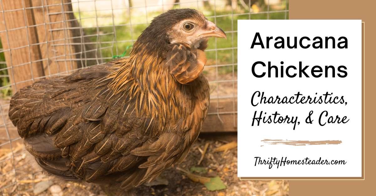 Araucana Chickens featured image