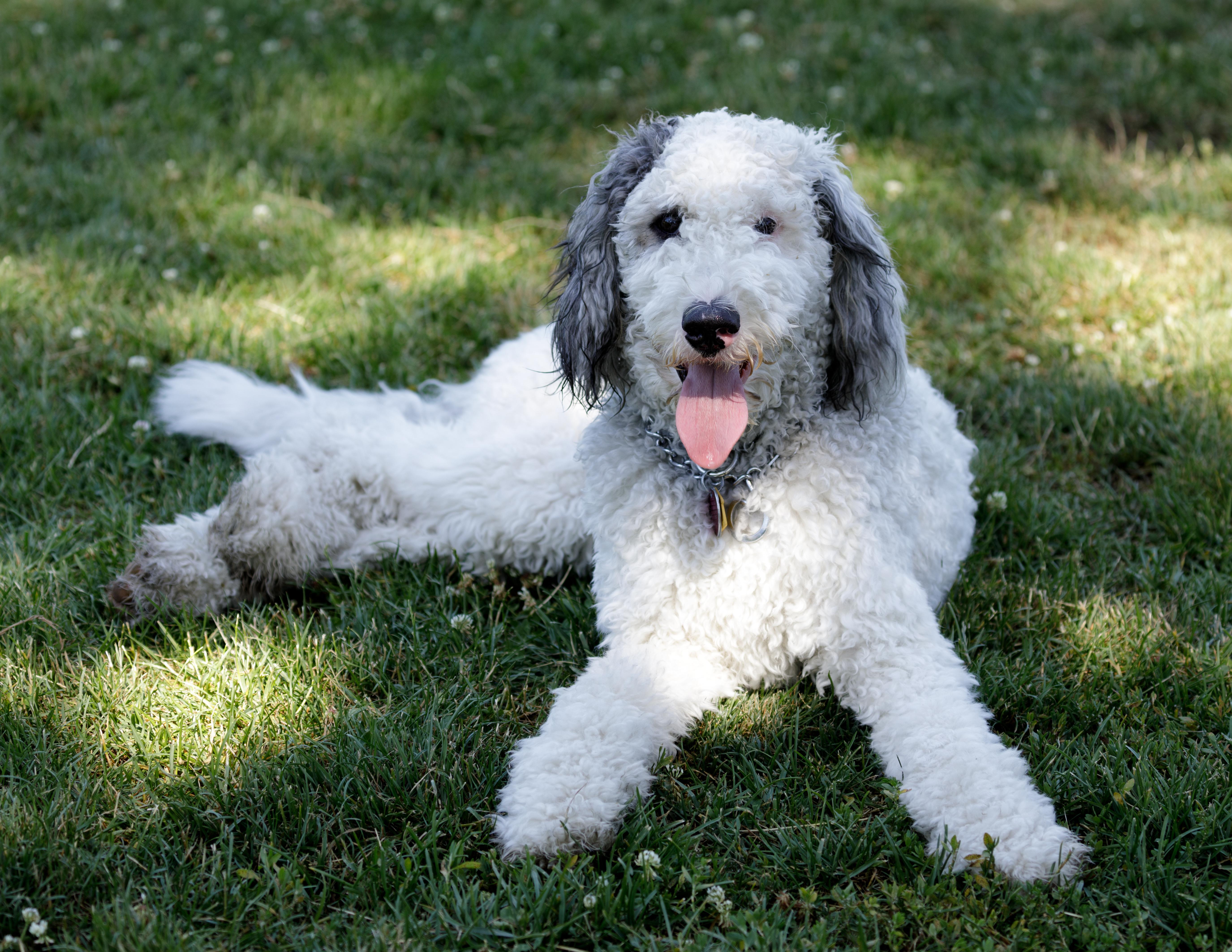 White bernadoodle relaxing outside on the grass.