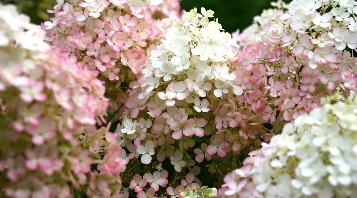 Close-up of a blooming Bobo hydrangea in the garden. The plant has large pyramidal panicles of many small white sterile and fertile flowers with a pinkish tint at the edges.