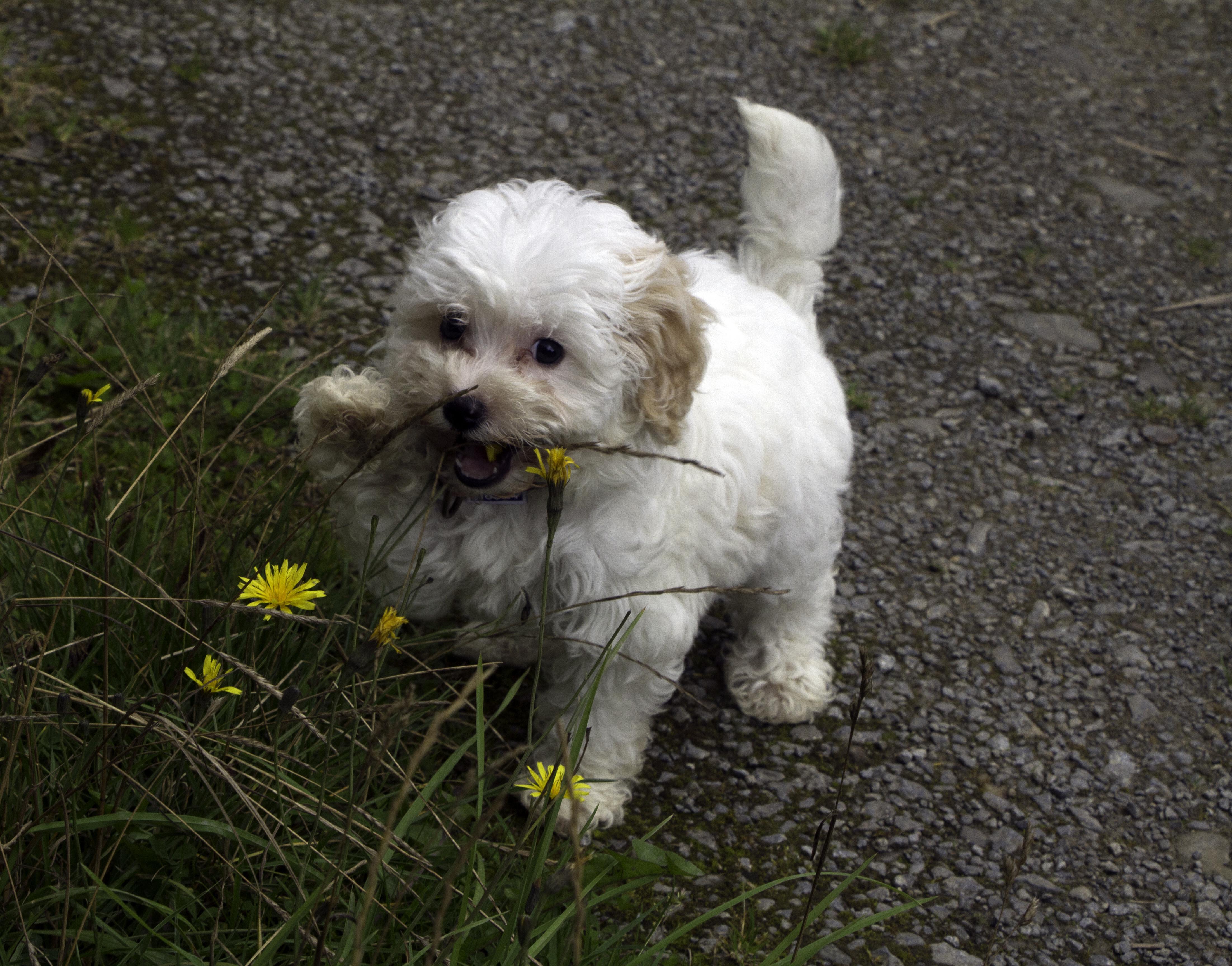 cavachon playing with flowers