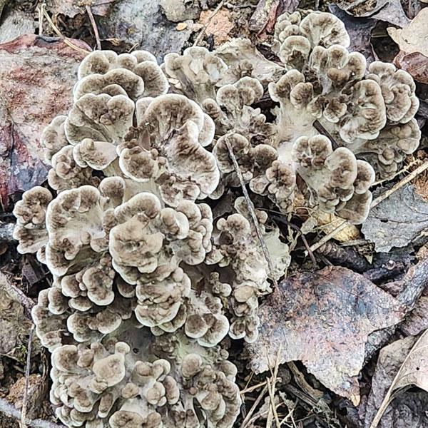 Cultivated Maitake / Hen of the woods fruiting on the Mushroom Mountain Trail. Photo credit: Leigh Brown