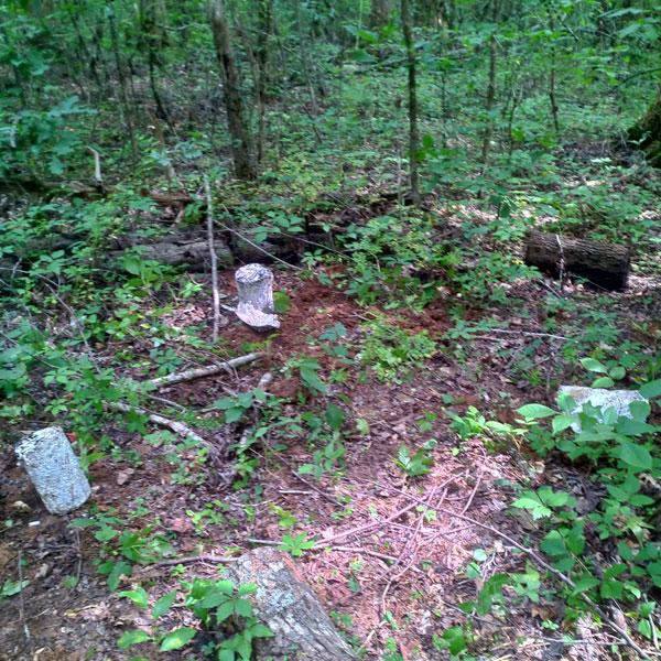 Fully colonized logs fresh out of the bags, and set out in the woods. Now we wait. Photo credit: Travis Harvell