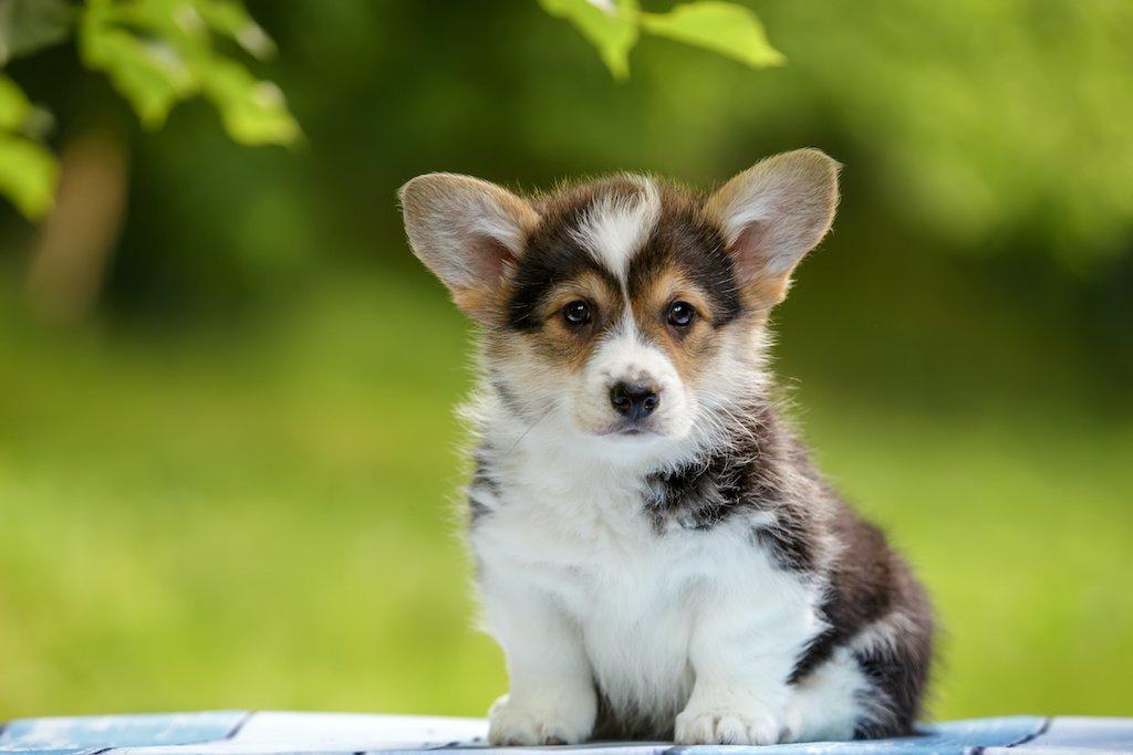 Floppy Corgi Ear puppy sitting