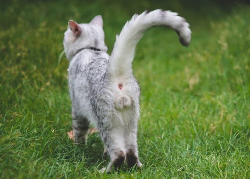 close up of male cats testicles