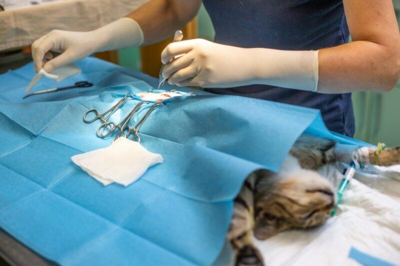 a tabby cat in a medical blanket after neutering