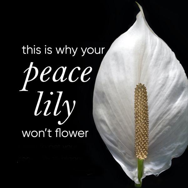 why-peace-lily-won
