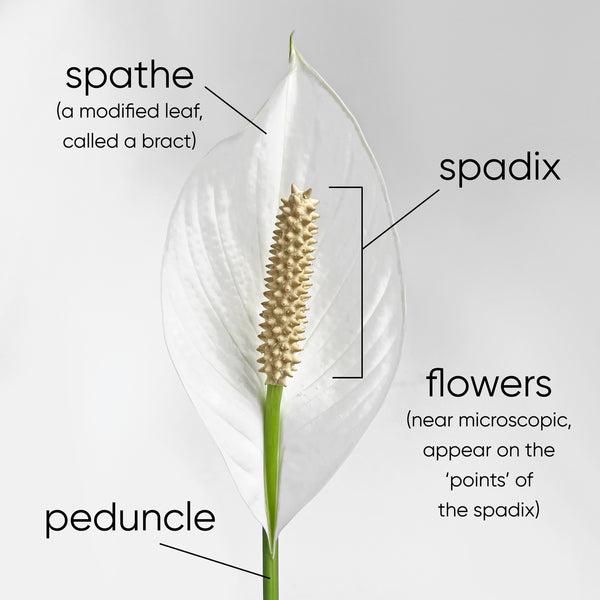 diagram-showing-parts-of-a-peace-lily-flower-bract-spadix