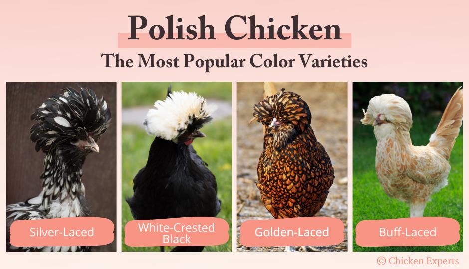 polish chicken most popular color varieties