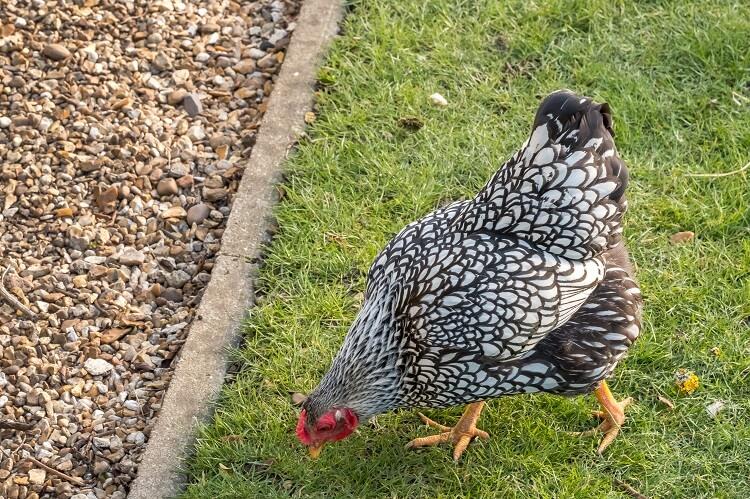 Silver Laced Wyandottes