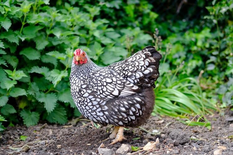 Silver Wyandottes Chickens