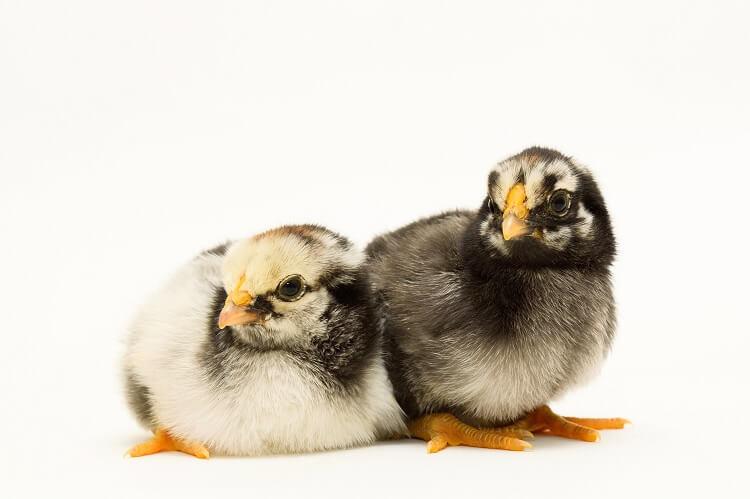 Silver Laced Wyandotte Chickens