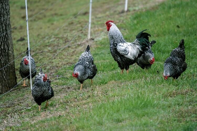 Flock Of Silver Laced Wyandottes