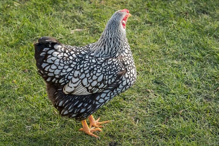 A Silver Laced Wyandotte