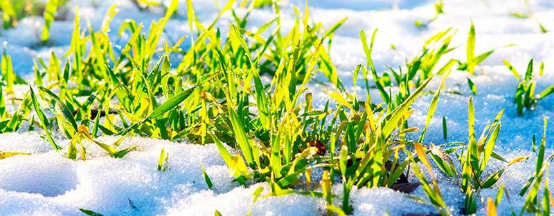 The type of grass determines when it stops growing