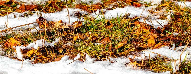 Grass stops growing while it