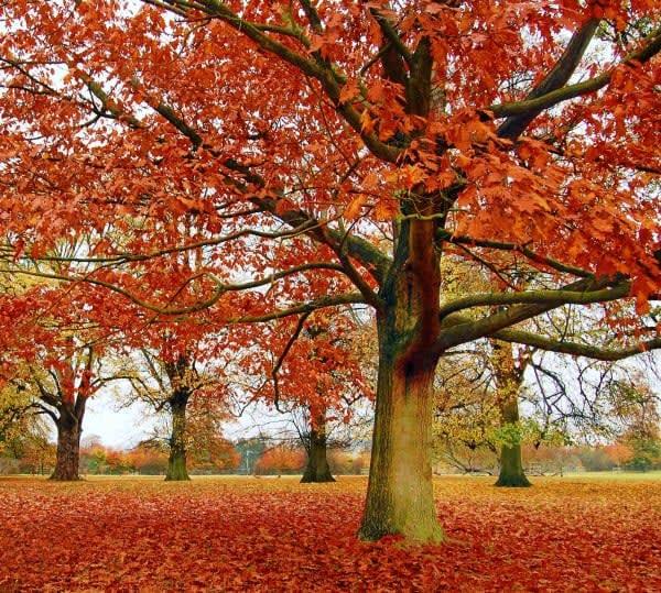 Image of Tree, Autumn, Leaf,
