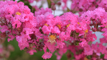 What Does Crepe Myrtle Flower Look Like