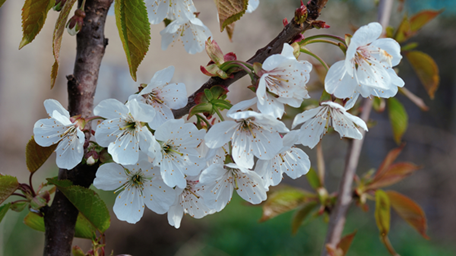 Pear Blossom