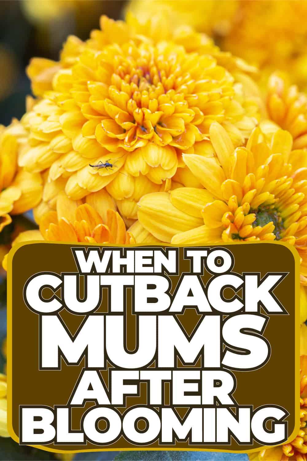 When to Cut Back Mums After Blooming [And How to Do That]