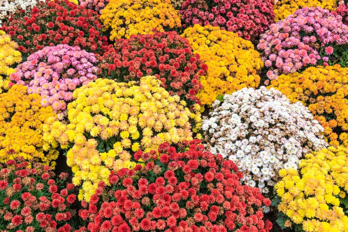 Chrysanthemums in Autumn