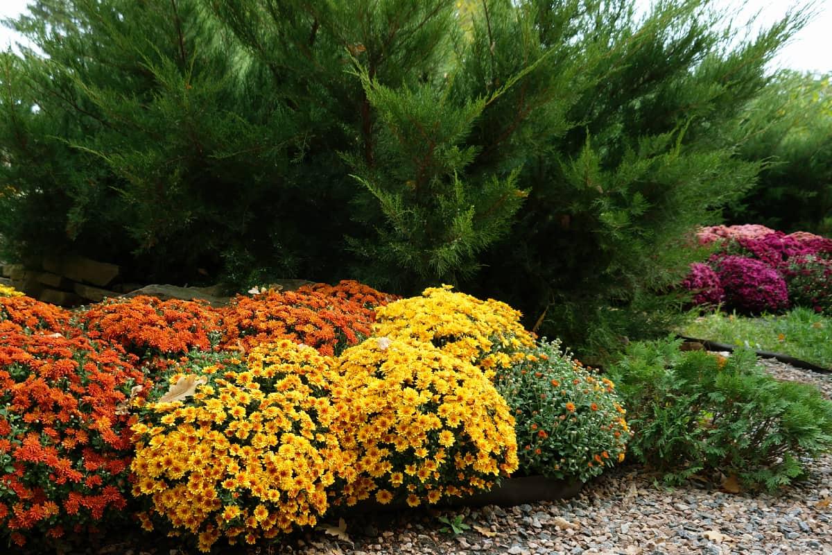 Close-up of fall yellow and orange Mums