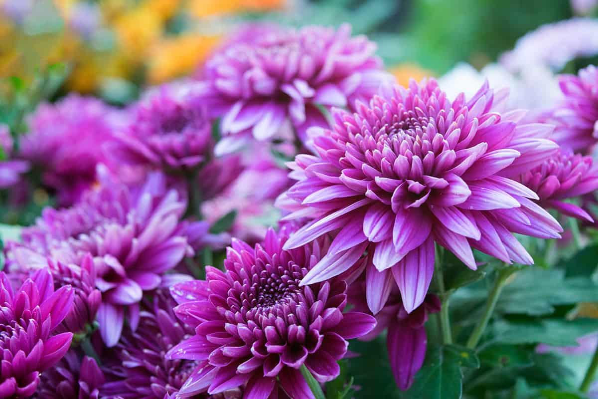 When to Cut Back Mums After Blooming [And How to Do That]