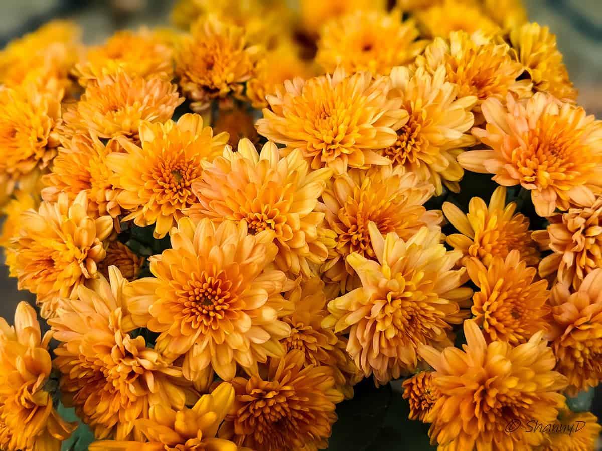 When to Cut Back Mums After Blooming [And How to Do That]