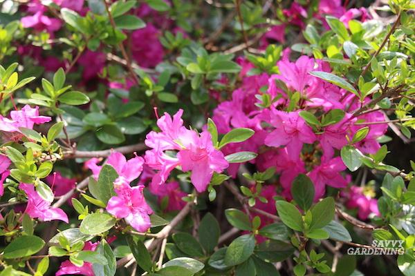 When to fertilize azaleas and how to do it right