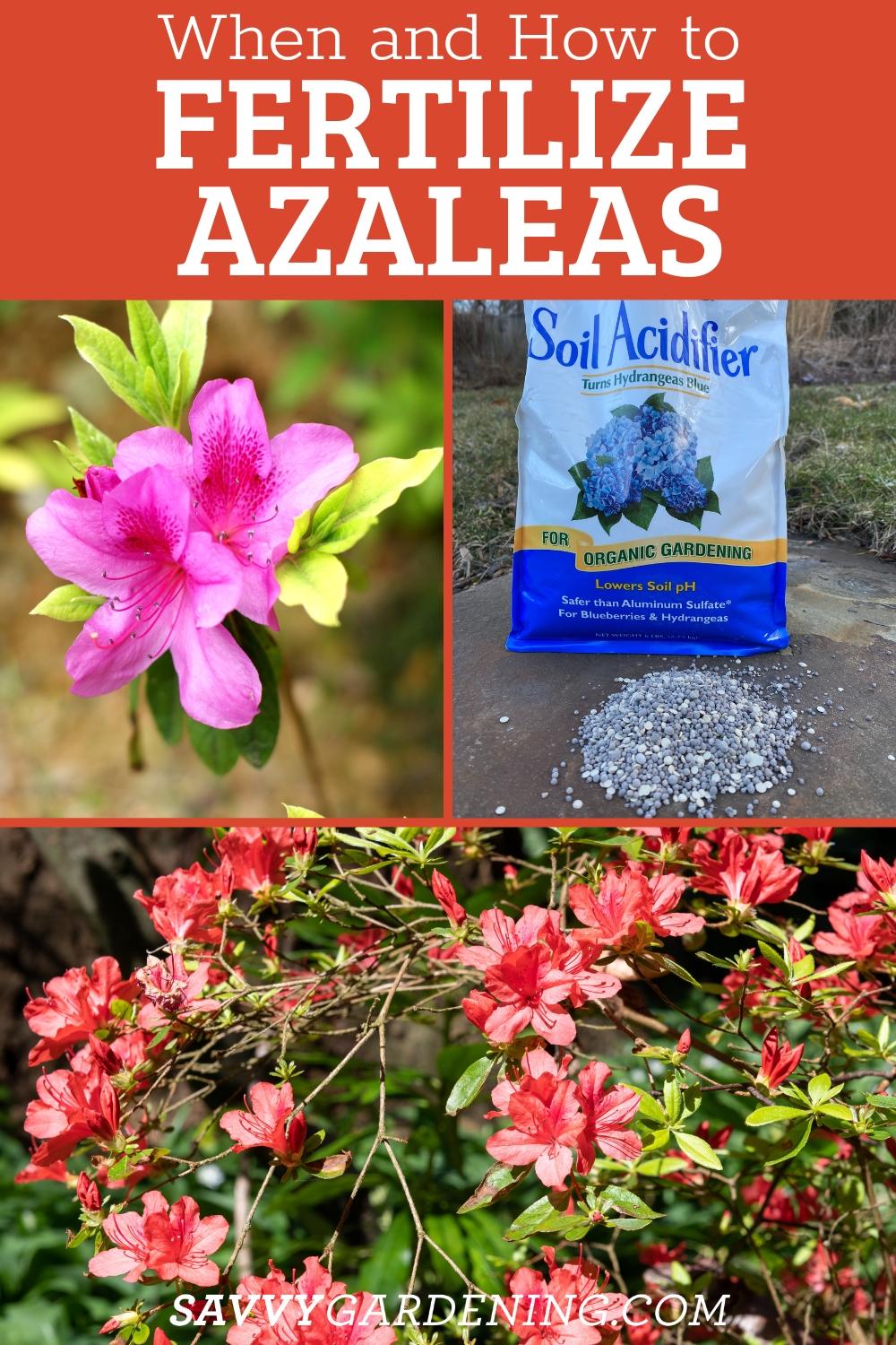 How and When to Fertilize Azaleas for Optimum Blooms