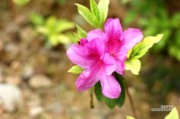 How often should you feed rhododendrons?