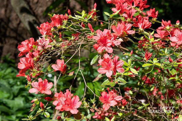 Tips for flowering shrub care