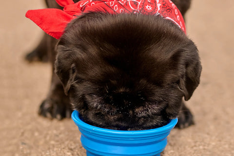 when-can-puppies-drink-water