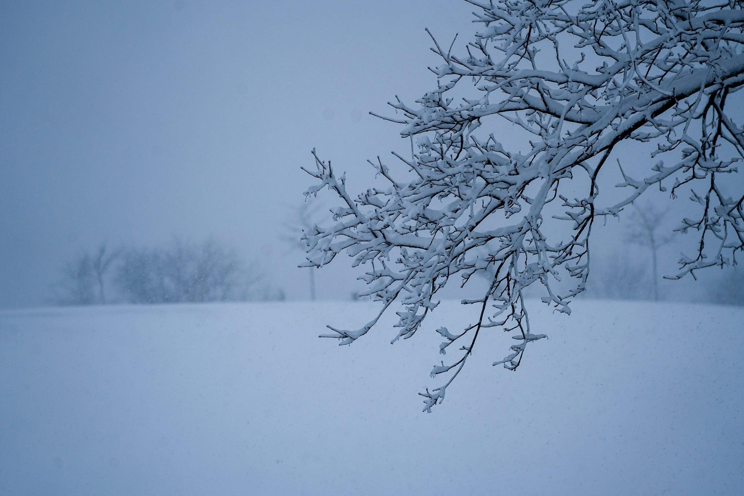 Tree branches covered with snow during the winter snow storm Saturday March 25, 2023, near North Regents Road in Bayside, Wis.
