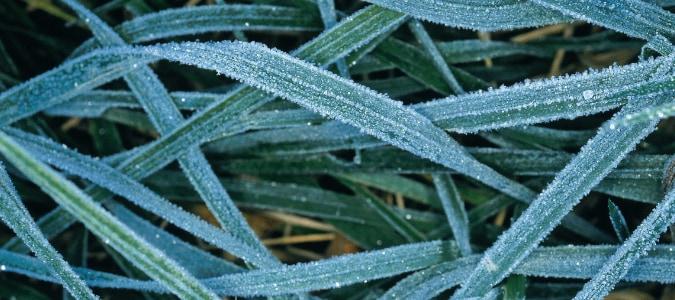 cutting grass before a freeze