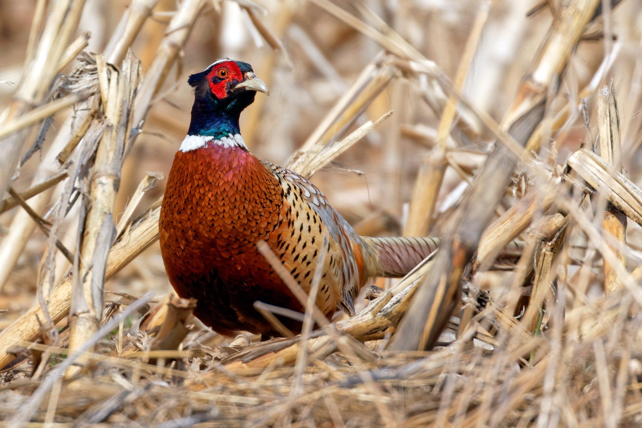 Both birds and people have flocked to the Aberdeen area for Saturday’s traditional pheasant hunting season opener. Hunting can begin at 10 a.m. Courtesy photo