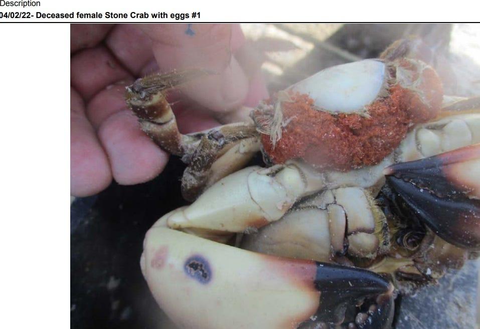 Stone crab season 2023 kicks off in Florida: Here’s what to know