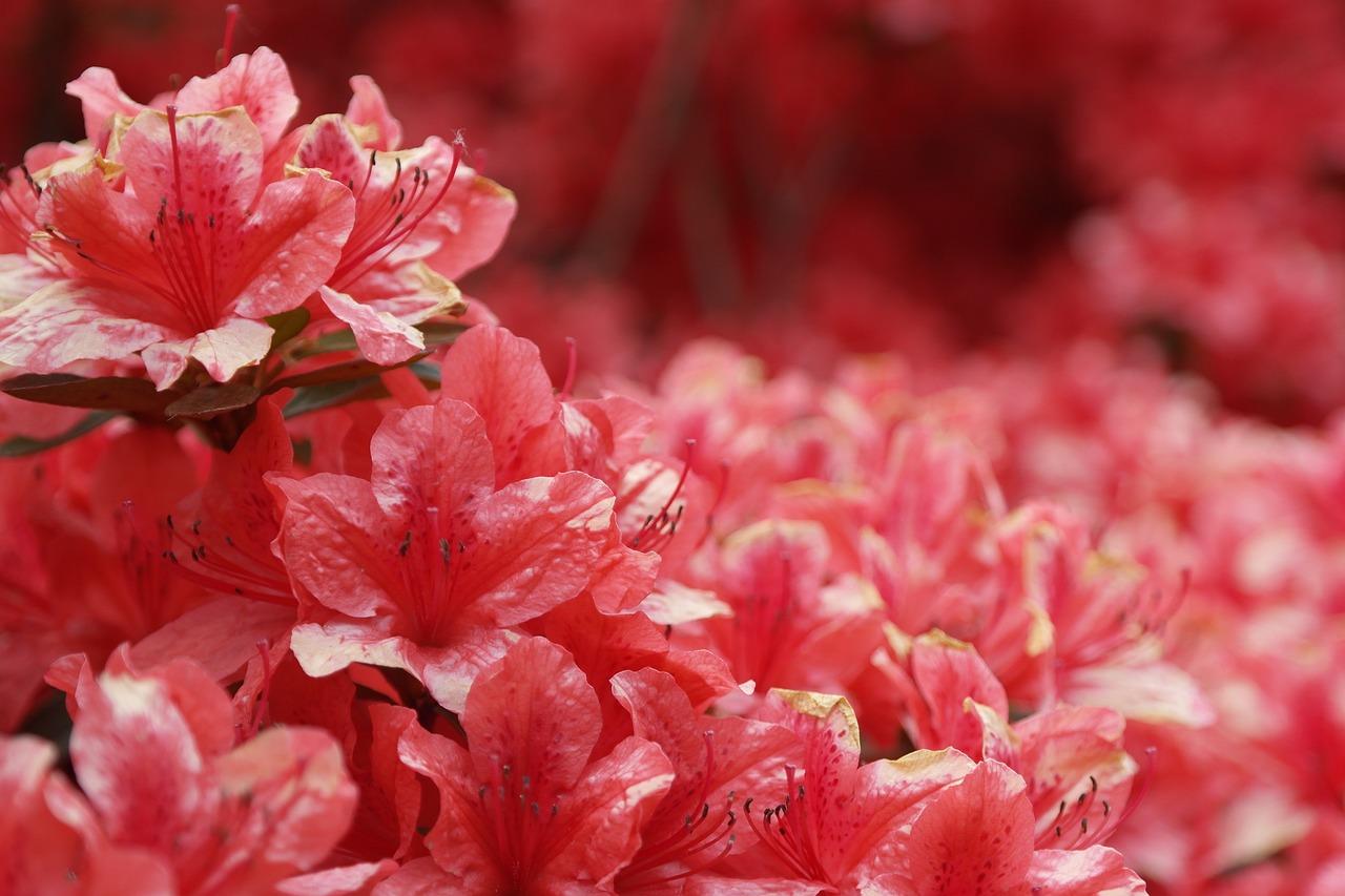 Red azalea flowers